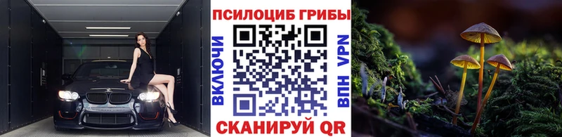 продажа наркотиков  Снежногорск  Галлюциногенные грибы Psilocybe 